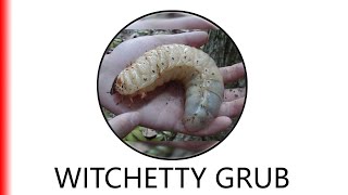 WITCHETTY GRUB [upl. by Jacquie]