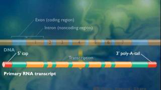 Procesamiento del ARNm en eucariotas [upl. by Refinne610]
