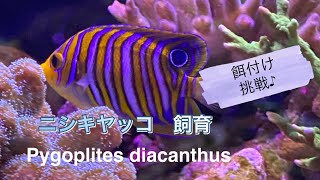 ニシキヤッコPygoplites diacanthus 追加、餌付け挑戦 【海水魚サンゴ水槽】マリンアクアリウム [upl. by Borg491]