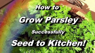 How to Grow Parsley  Complete Video to Seed Feeding Pest amp Disease Harvest Storing [upl. by Xilef73]