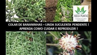 COLAR DE BANANINHAS Senecio radicans [upl. by Ahsennod322]