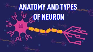 How Does The Structure of Neurons Enable Your Reflexes [upl. by Orban]