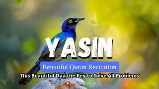 Most beautiful recitation of Surah Yaseen Yasin سورة يس [upl. by Alcock679]