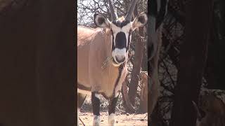 South African Oryx shorts africa animals [upl. by Tracy125]