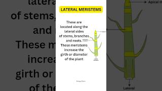 Lateral Meristems  Helps in increase the girth and diameter of the plant ☘️ biologybloom [upl. by Attezi59]