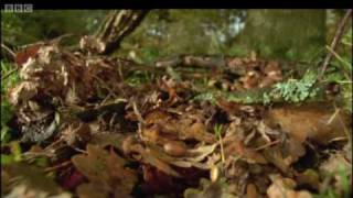 Life of Insects  Attenborough Life in the Undergrowth  BBC [upl. by Japheth]