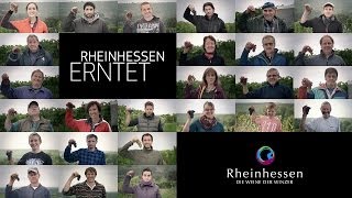 Rheinhessen erntet  Ein spannender WeinleseTag [upl. by Oijile]