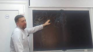 Topographical Anatomy of Lower Limb at ASMU [upl. by Led]