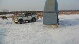 Siberian Tiger Park Harbin China [upl. by Nev949]