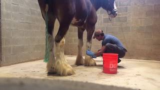 Sulfur Treatment on Indianas Feather Clydesdale for Sale “sold” [upl. by Rohn367]