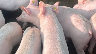 CB Piggery Farm Vawk chaw siam dan [upl. by Bovill220]