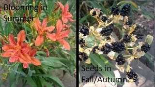 Candy lily aka Blackberry lily closeup [upl. by Yllrebmik40]