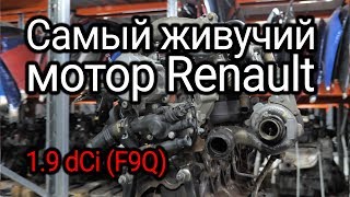 Надежный или неудачный Разбираем все проблемы дизеля Renault 19 dCi F9Q [upl. by Aliwt164]