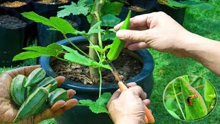 How to Grow Care And Harvesting Okra in Pots  Grow Vegetable At Home  Gardening Tips [upl. by Tiat183]