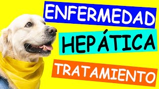 Perro Enfermo del HÍGADO Causas Síntomas y Tratamiento [upl. by Llerrehs]