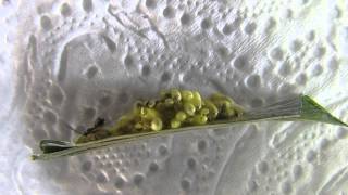 Cotesia glomerata hatching and instant mating [upl. by Gould]