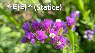 스타티스꽃StaticeLimonium sinuatumSea lavender 수국Hydrangea 정원가꾸기 Gardening Vancouver [upl. by Cryan]