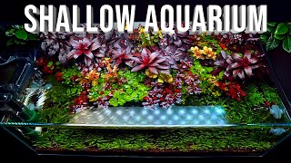 One Of The Best Shallow Aquascape I Have Ever Made [upl. by Etteragram]