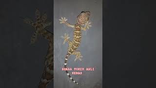 Tokek suara tokek yg keras seram suara tokek besar tokay gecko noises sound tokek lucu untuk anak [upl. by Etnoled]