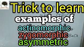 trick to learn actinomorphic zygomorphic asymmetric examples morphology of flowering plant biology [upl. by Leroj]