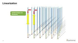 Learn about Illuminas NextGeneration Sequencing Workflow [upl. by Retrop]