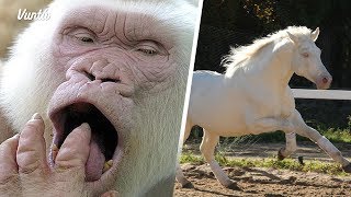 11 hermosos animales albinos [upl. by Oramug]