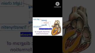 Amyloid cardiomyopathy Sign and symptoms Awerenes of all NEET PGNEXT Internal medicineCardio [upl. by Adnoyek249]