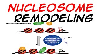 Nucleosome Remodeling [upl. by Herve]