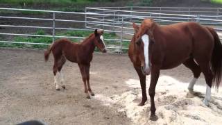 Hydrive Cat Colt gettin schooled by mamma [upl. by Sutherlan650]