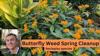 Butterfly Weed Asclepias spp Spring Plant Preparation [upl. by Jenness392]