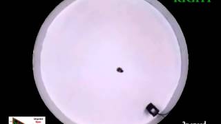 Acoustic Steering of Roach Biobots [upl. by Nohtahoj]