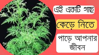 এই একটি গাছ আপনার প্রাণ কেড়ে নিতে পারে 😢  Sustho Health Bangla [upl. by Gies]