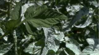 Applying Kaolin Powder to Tomatoes [upl. by Atenaz]