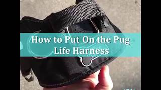 How to Put On the Pug Life Harness [upl. by Akela109]