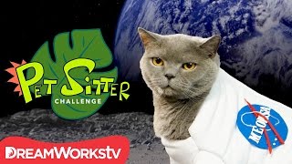 Homemade Cat Calendar  PET SITTER CHALLENGE [upl. by Htenek]