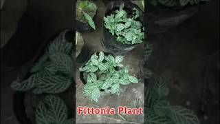 Fittonia Plant shorts garden [upl. by Godewyn214]