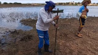 COMO PLANTAR CAPIM ELEFANTE DA FORMA CERTA VOU LI ENSINA [upl. by Edrock]