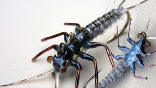 Realistic stonefly nymph fly tying instructions by Ruben Martin [upl. by Zusman569]