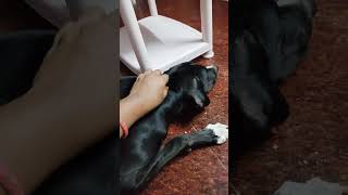 Appu its true ah unnoda dreams la Amma varuvanaa🤔🤪🐕‍🦺💃doglove labrador anukavitha4899 pets [upl. by Aneehsirk]