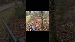 SHOOTING OF A WILD BOAR IN FRANCE  DEAD INSTANTLY  hunting hunt wildboar sanglier chasse [upl. by Haodnanehs]