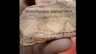 Fossils Hemichordata [upl. by Justis]