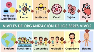 Niveles de organización de los seres vivos con ejemplos 🌱🐈 [upl. by Adorne]