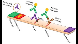 Demystifying Lateral Flow Assay Diagnostic Kit [upl. by Evey]