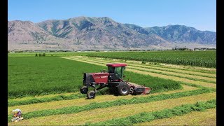 Mowing Irrigated Alfalfa near Tremonton Utah [upl. by Kenton]