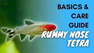 Rummy Nose Tetra Basics And Care Guide [upl. by Turley]