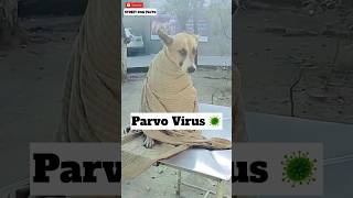 Parvo Virus Treatment 🦠 160  shorts minivlog dog [upl. by Cerallua]