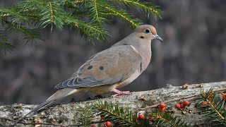 Mourning Dove coo song call sounds whistle mix for 1 hour [upl. by Rufford]