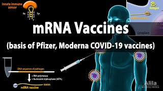 RNA Vaccines mRNA Vaccine  Basis of Pfizer and Moderna COVID19 vaccines Animation [upl. by Funk]