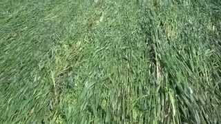 Planting into rolled Cereal Rye Will it work [upl. by Lyall]