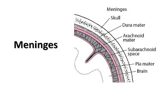 Meninges Prof Dr Md Ashfaqur Rahman [upl. by Hedges]